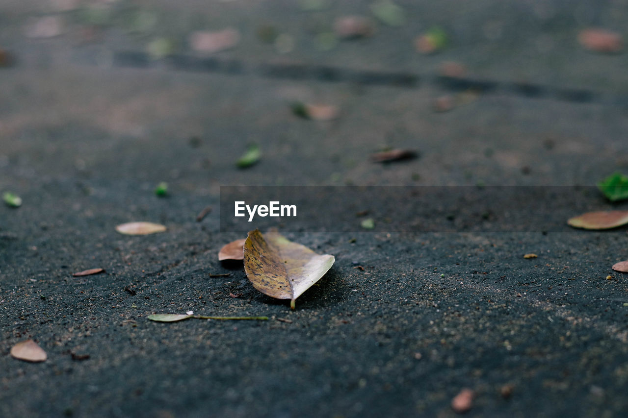 Surface level of dry leaves