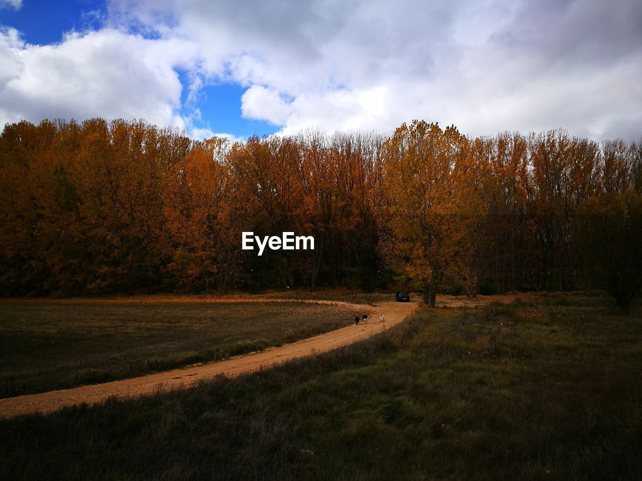 Scenic view of forest against sky during autumn