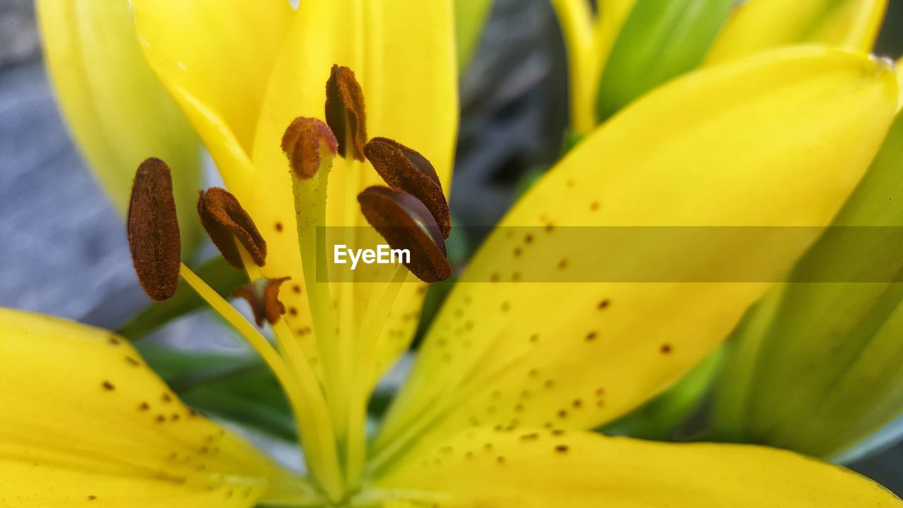 CLOSE-UP OF YELLOW LILY BLOOMING IN PLANT