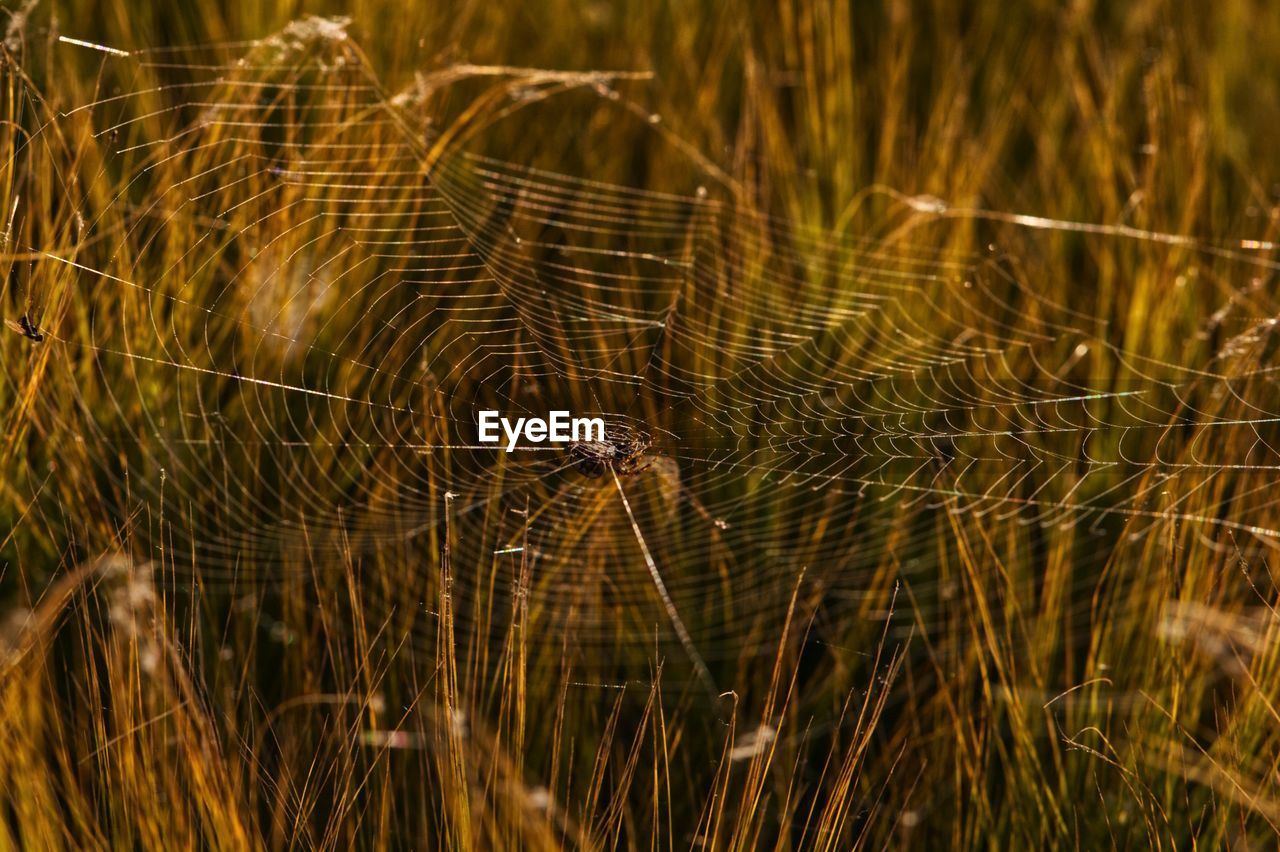 Close-up of spider web