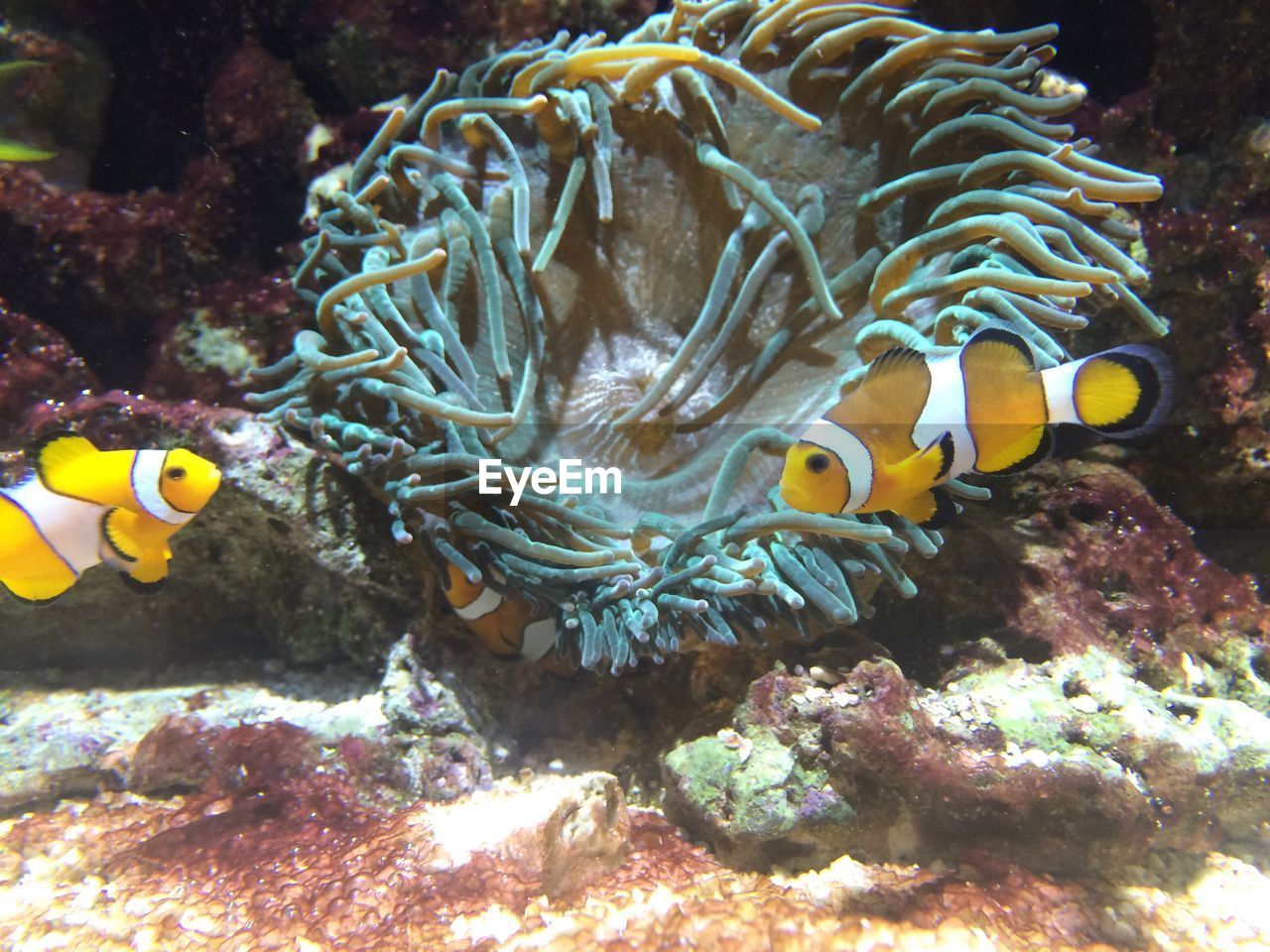 Clown fish by sea anemone at aquarium