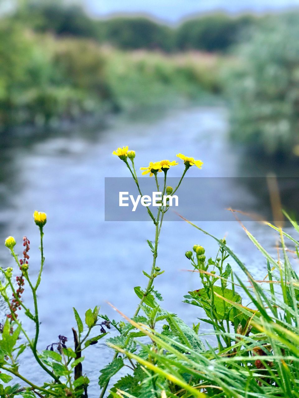 Close-up of flowers against blurred background