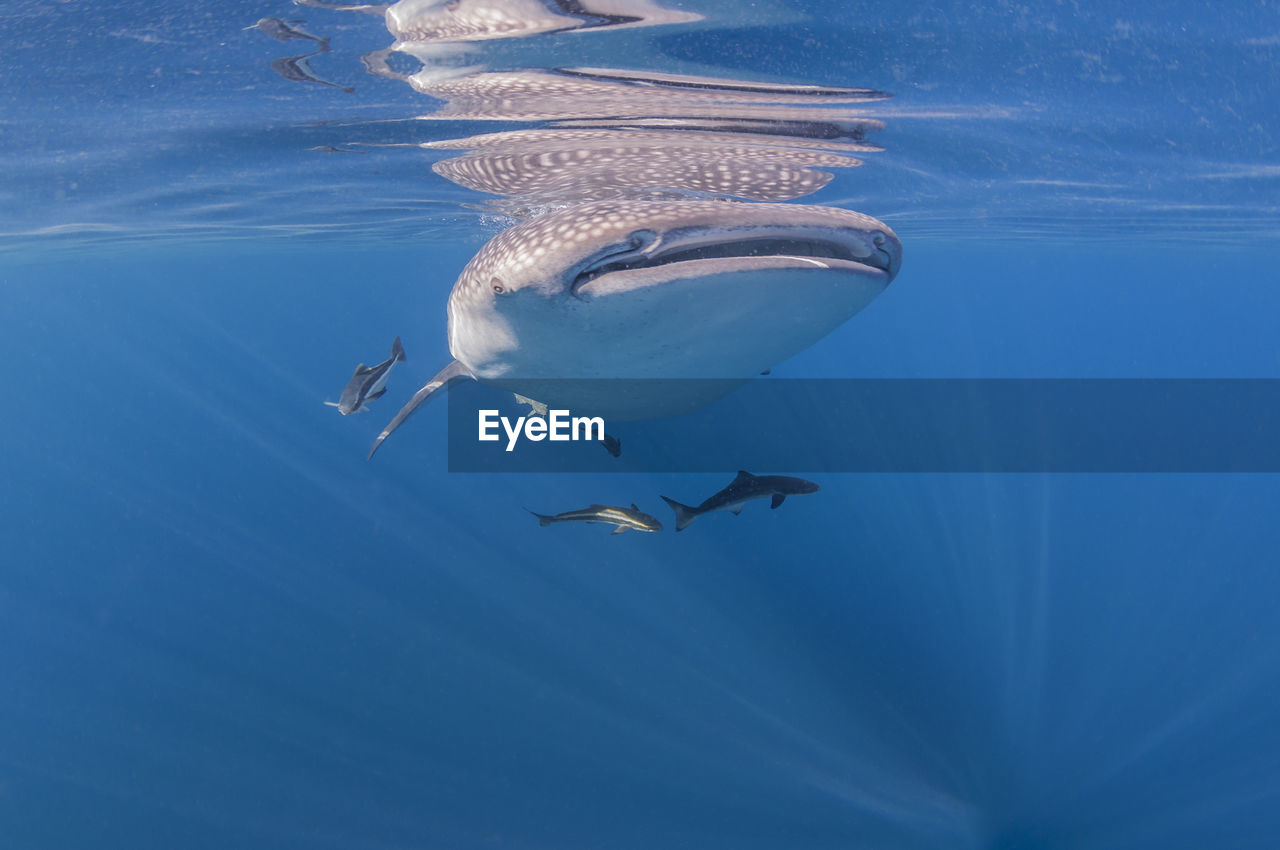 VIEW OF FISH UNDERWATER