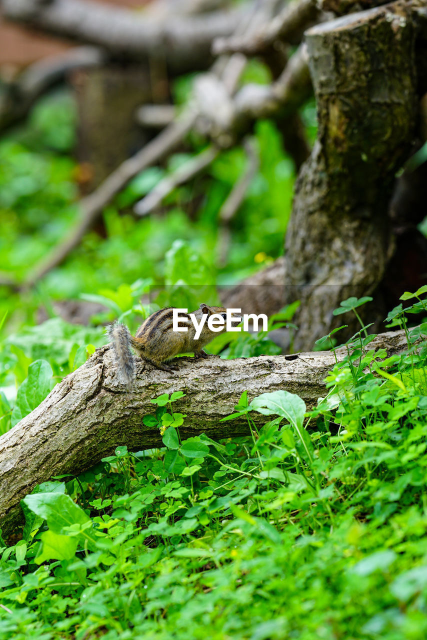 Lovely chipmunks in the woods