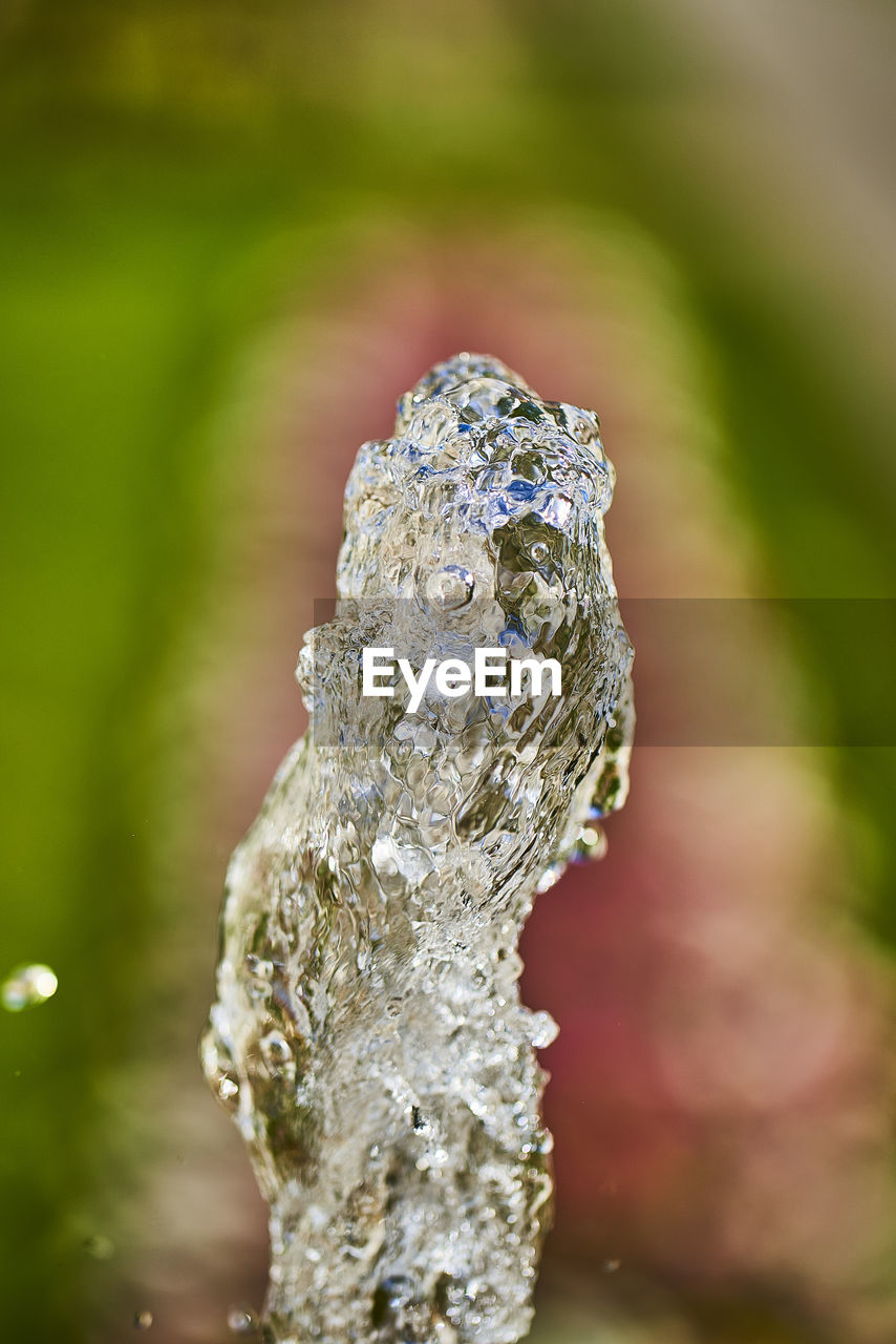 CLOSE-UP OF FROZEN PLANT