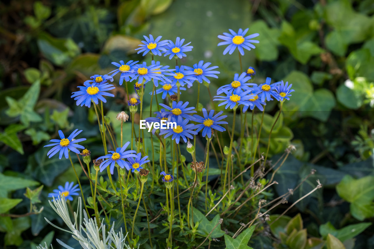 close-up of purple flowering plants