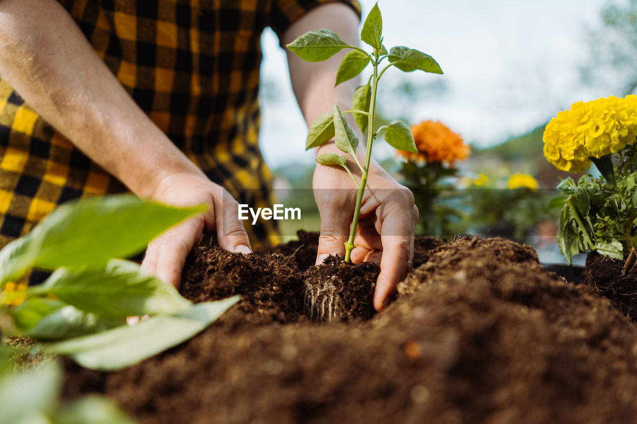 Male gardener planting green. gardening concept