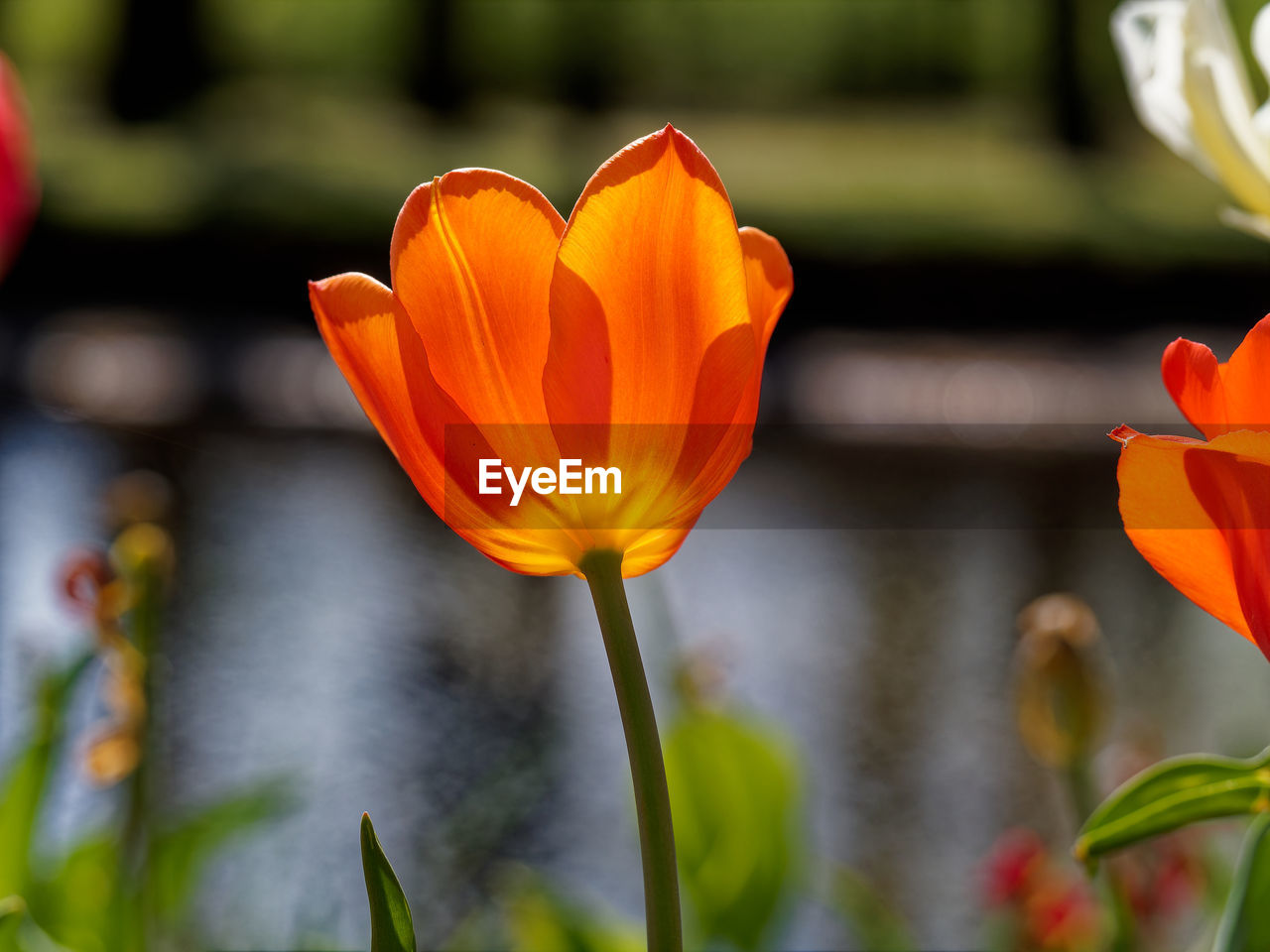 flower, flowering plant, plant, freshness, beauty in nature, petal, close-up, yellow, nature, flower head, fragility, growth, inflorescence, orange color, no people, focus on foreground, macro photography, outdoors, ornamental garden, tulip, botany, springtime, day, flowerbed, garden