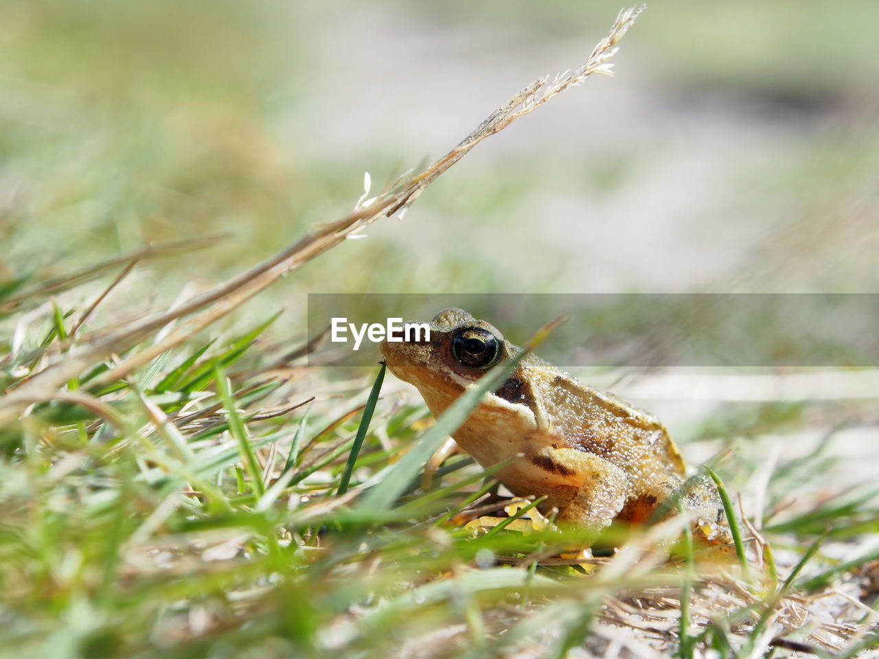 CLOSE-UP OF LIZARD ON GRASS OUTDOORS