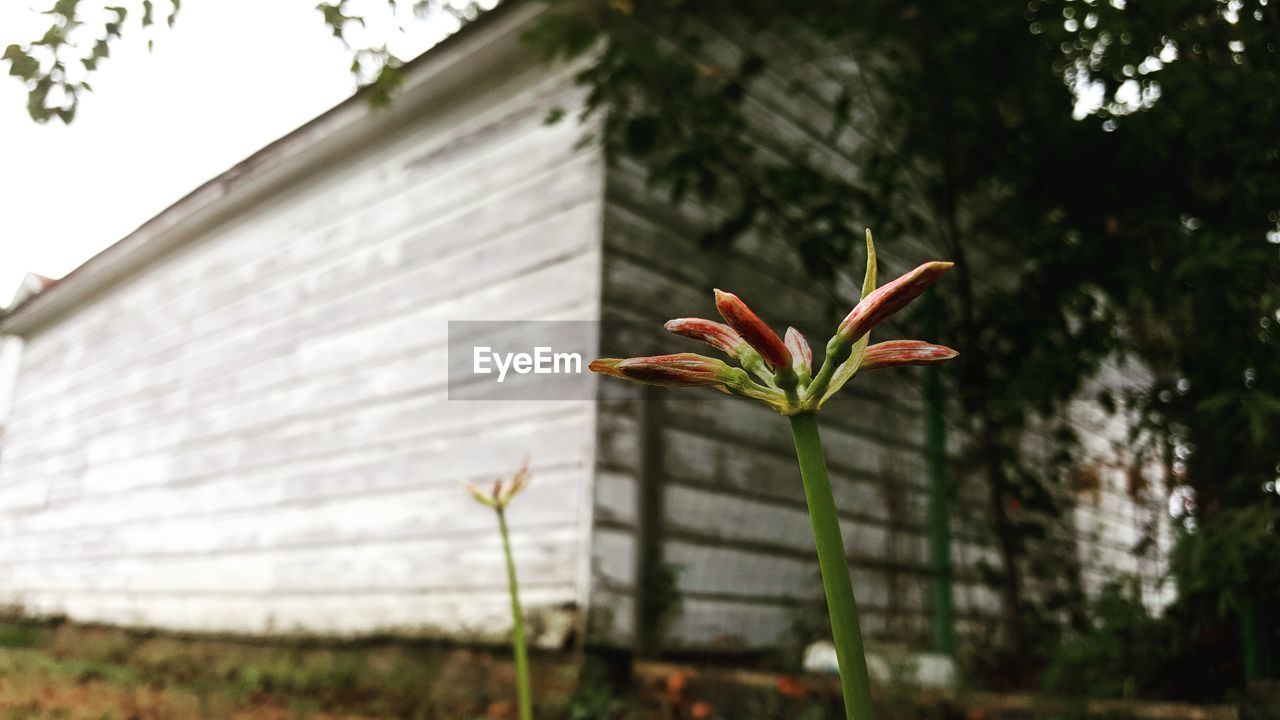 Low angle view of flower bud against house