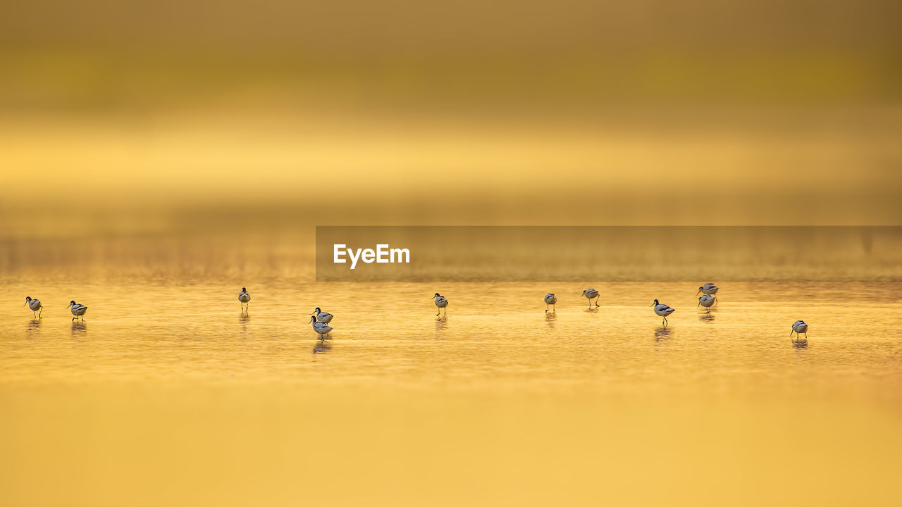 Flock of birds perching at beach during sunset