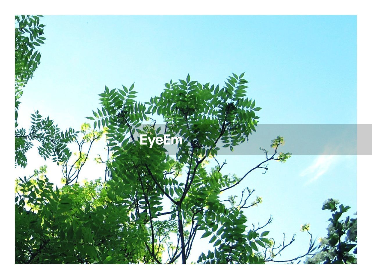 Low angle view of trees against sky