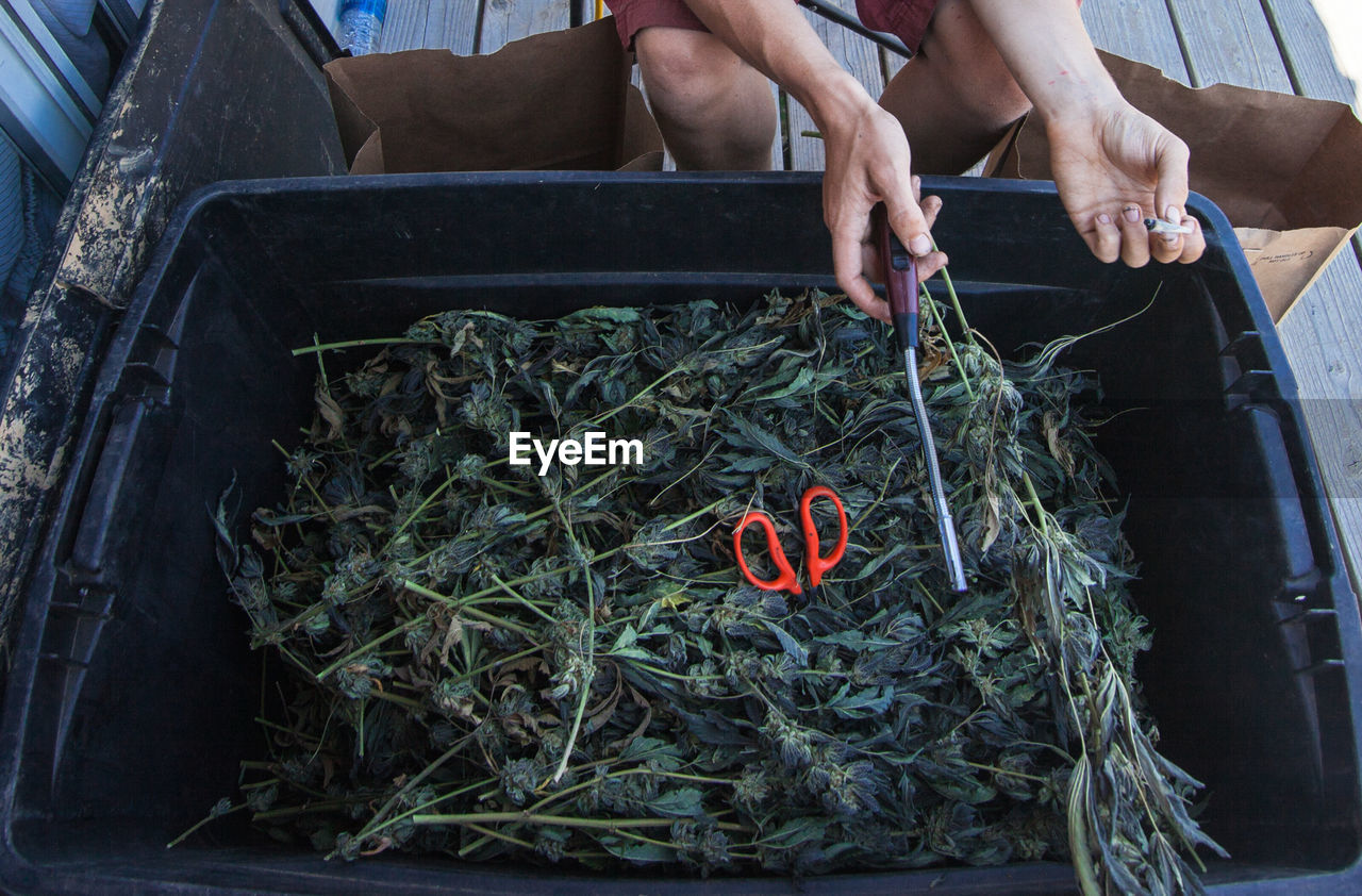 Cannabis plants in crate