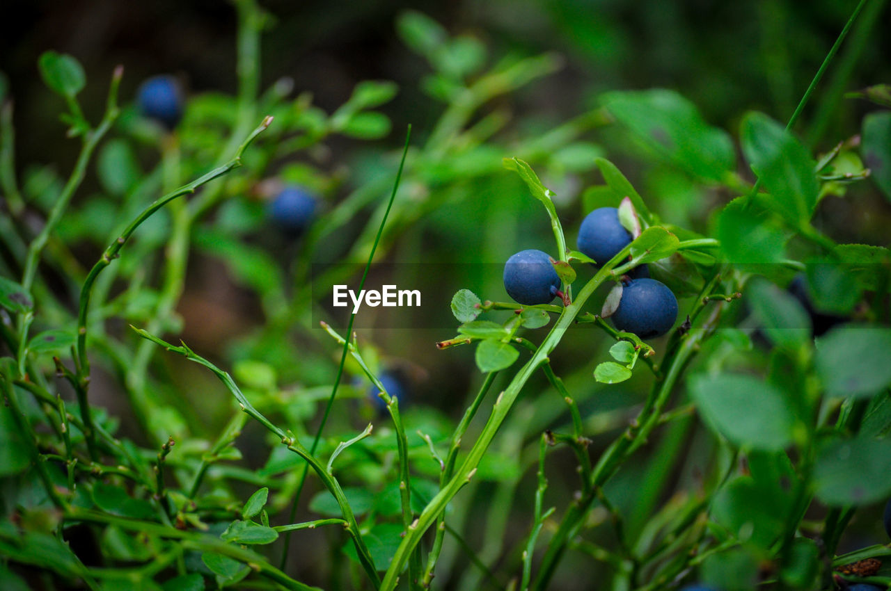 Close-up of berries growing on plant