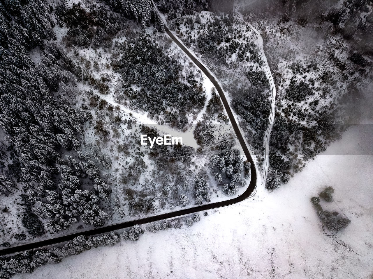 Aerial view of snow covered forest