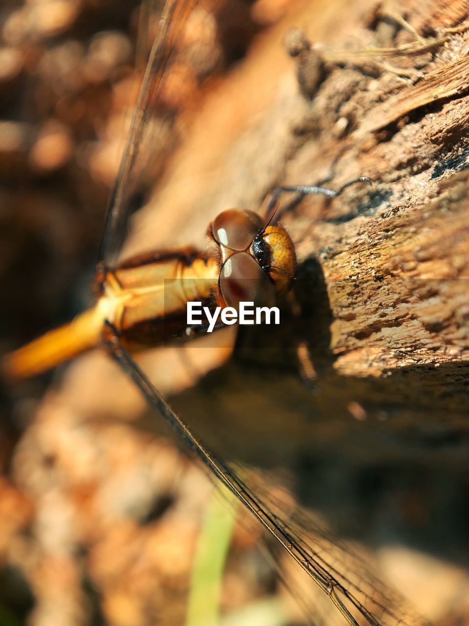 CLOSE-UP OF DRAGONFLY ON STEM