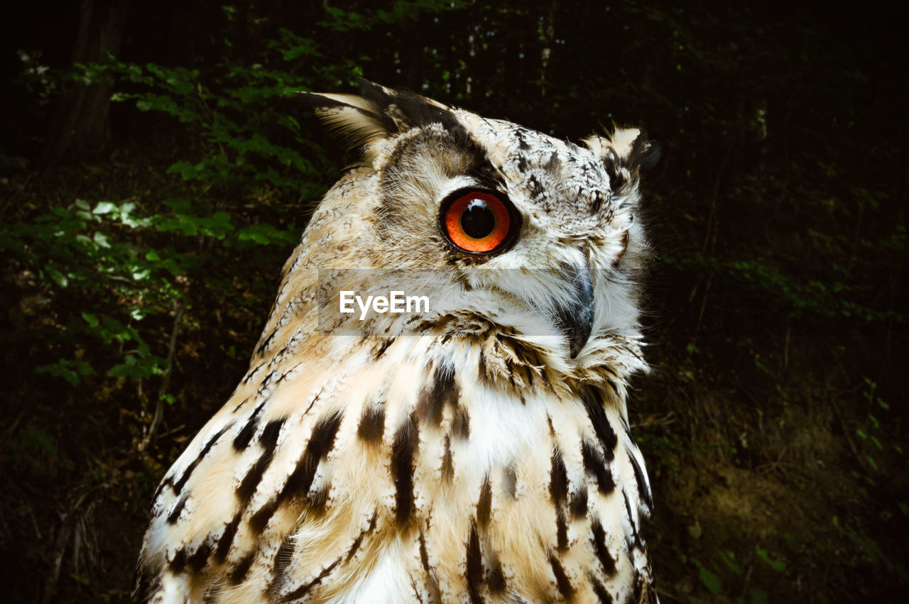 Close-up of a bird