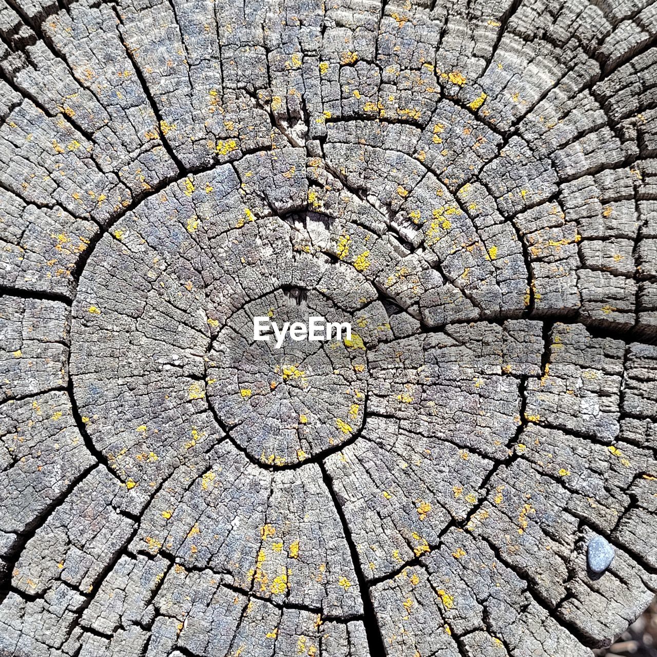 full frame, backgrounds, soil, cracked, textured, pattern, tree ring, bark, tree, tree stump, no people, road surface, circle, asphalt, geometric shape, close-up, day, rough, leaf, wood, nature, outdoors, plant, trunk, cross section, shape, concentric, tree trunk, line