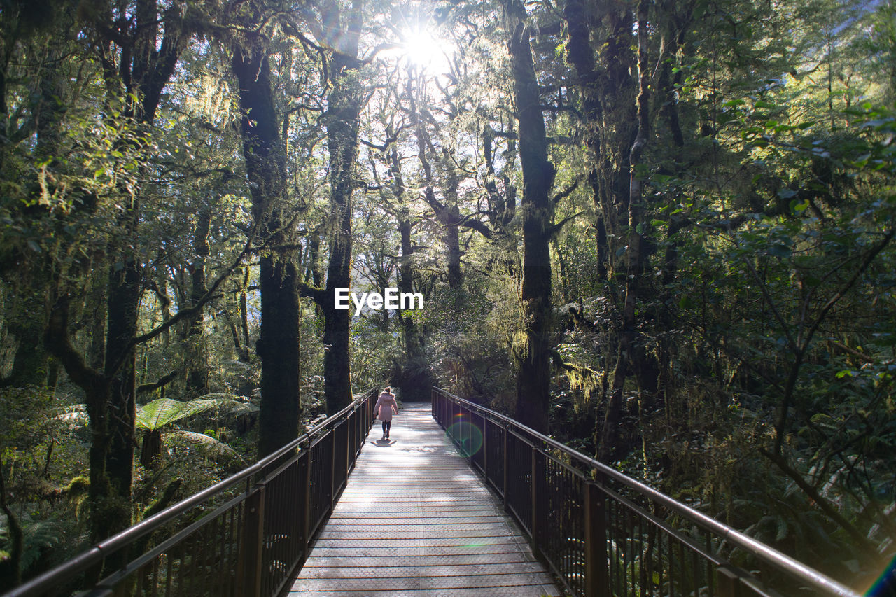 Wooden bridge in the beech forest at new zealand national park. the chasm. 