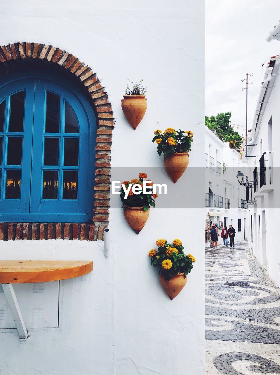 Potted plants on building wall