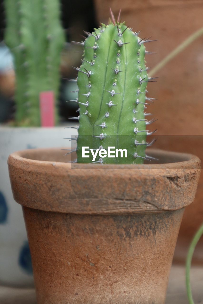 CLOSE-UP OF SUCCULENT PLANT