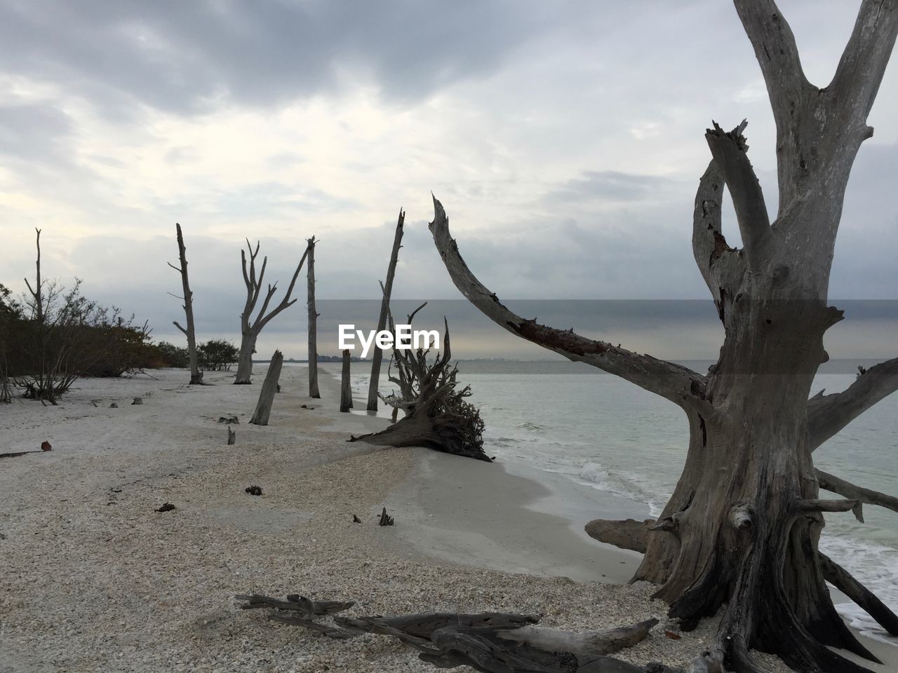 Bare trees on beach against cloudy sky