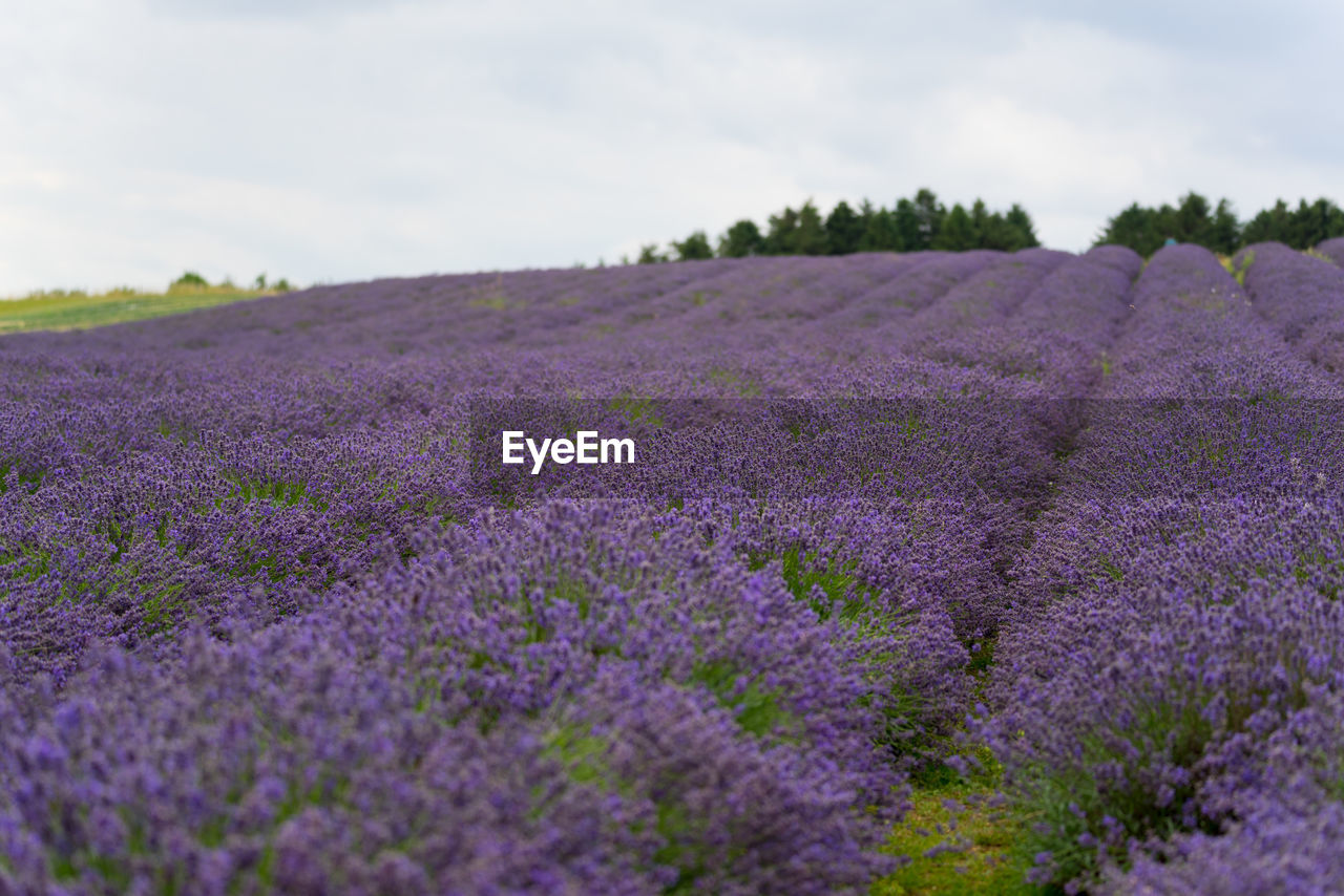 PURPLE FLOWERING PLANTS ON FIELD