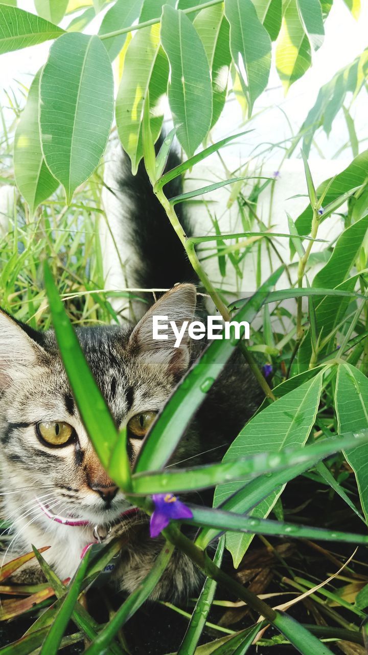 CLOSE-UP OF SNAKE ON PLANTS