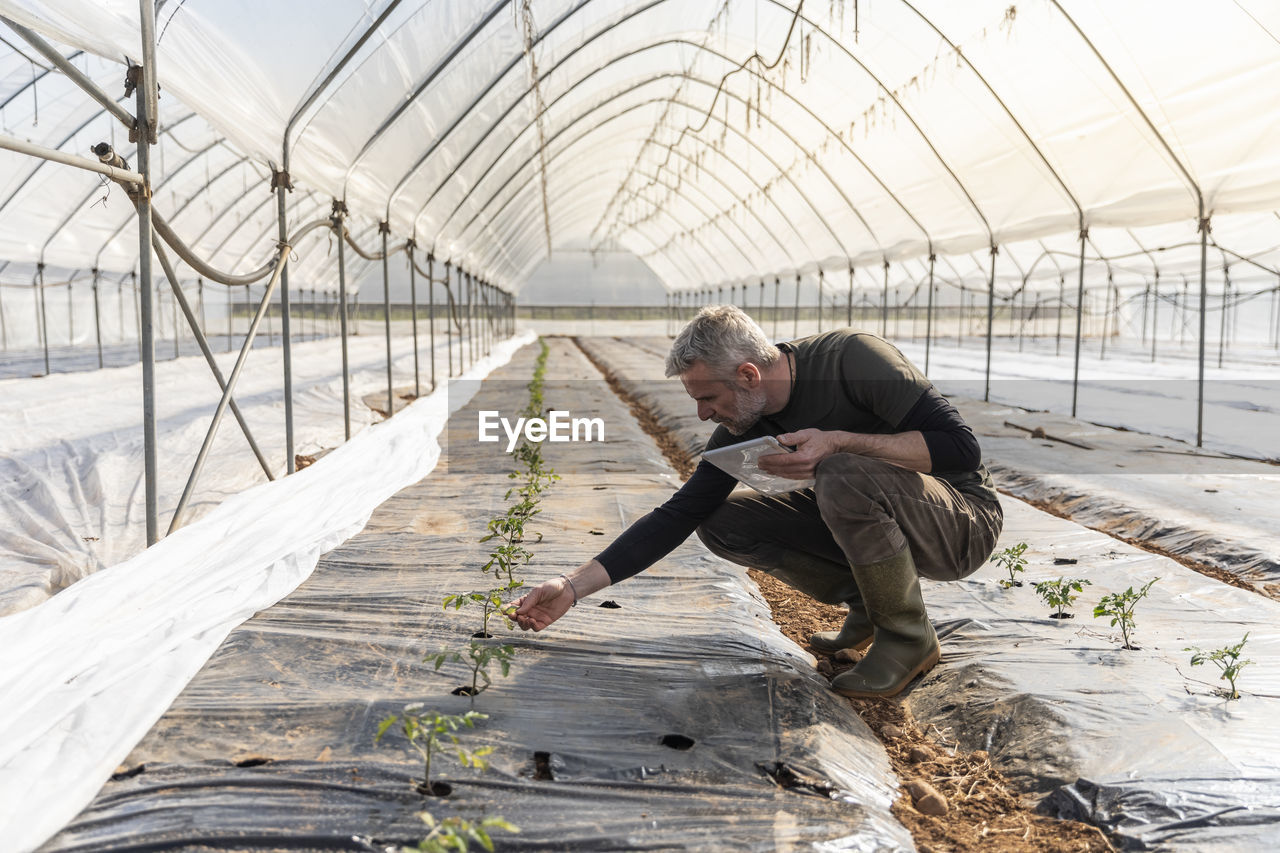 Male farmer with digital tablet checking tomato seedlings in greenhouse