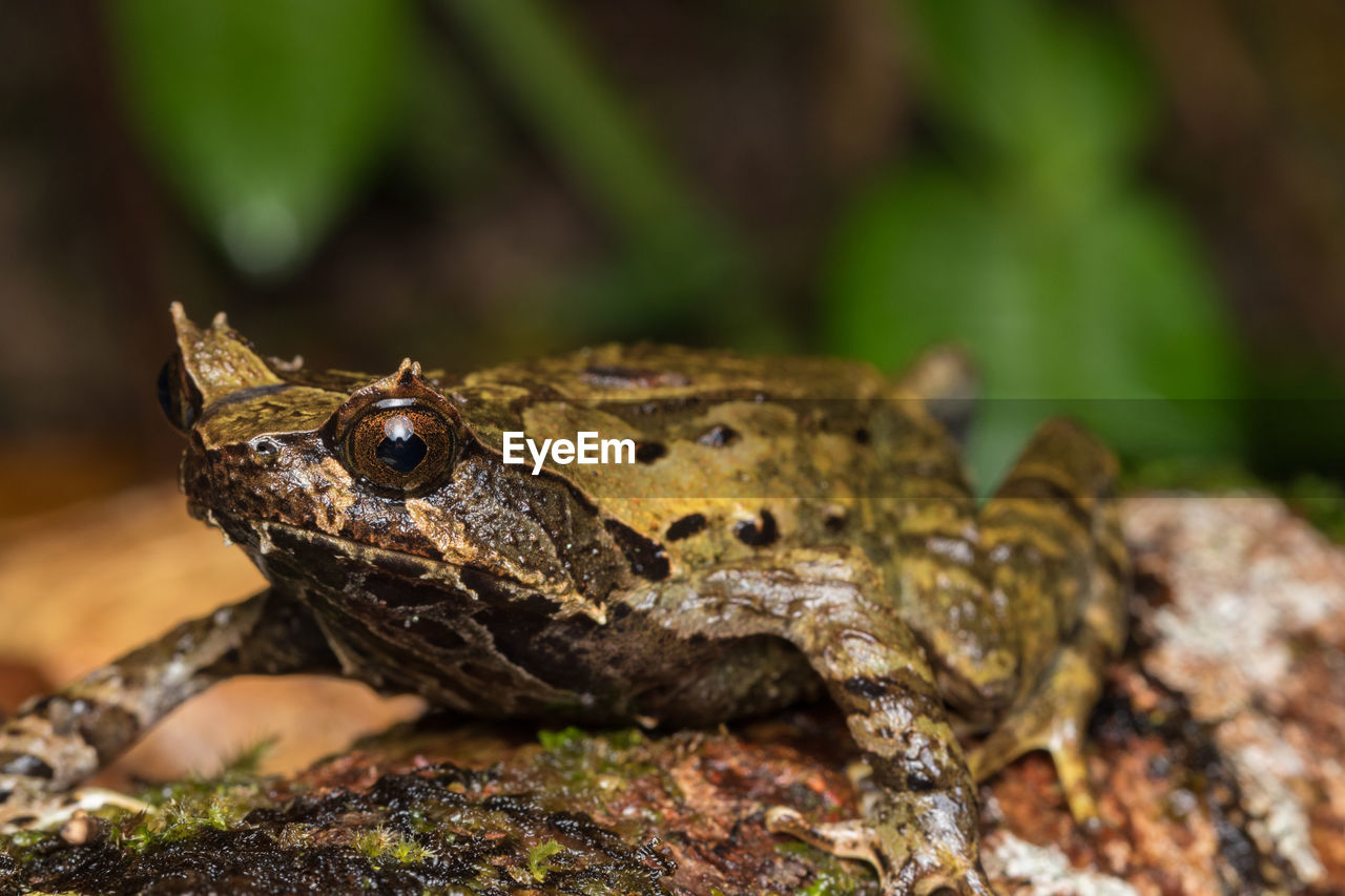 CLOSE-UP OF A FROG ON LAND