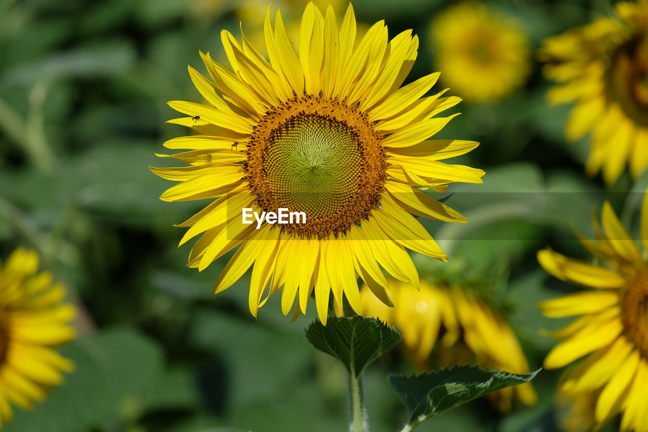 The sunflower is blooming with yellow petals surrounded in the garden.