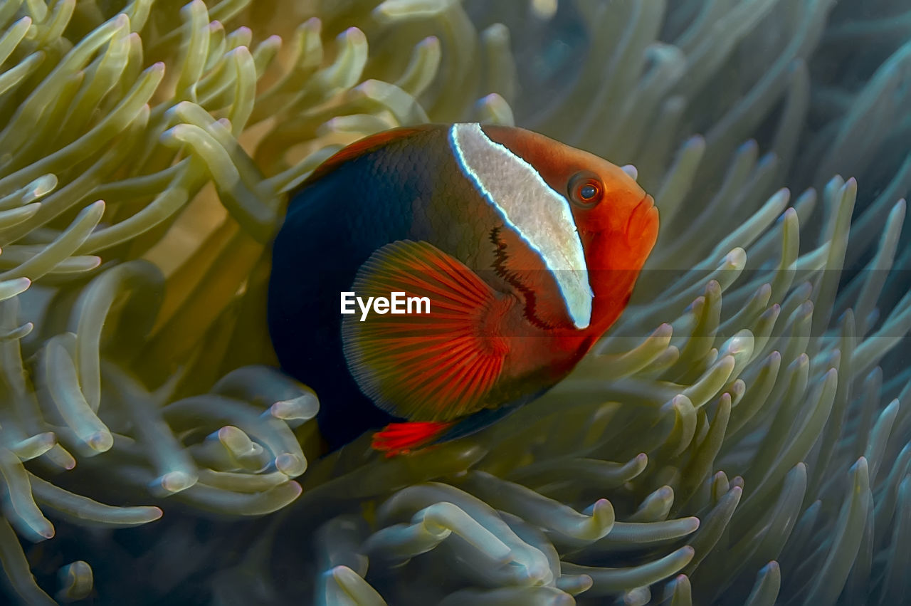 Bridled anemone fish in an olive anemone with pink tips. the body is bright red, suffused with black