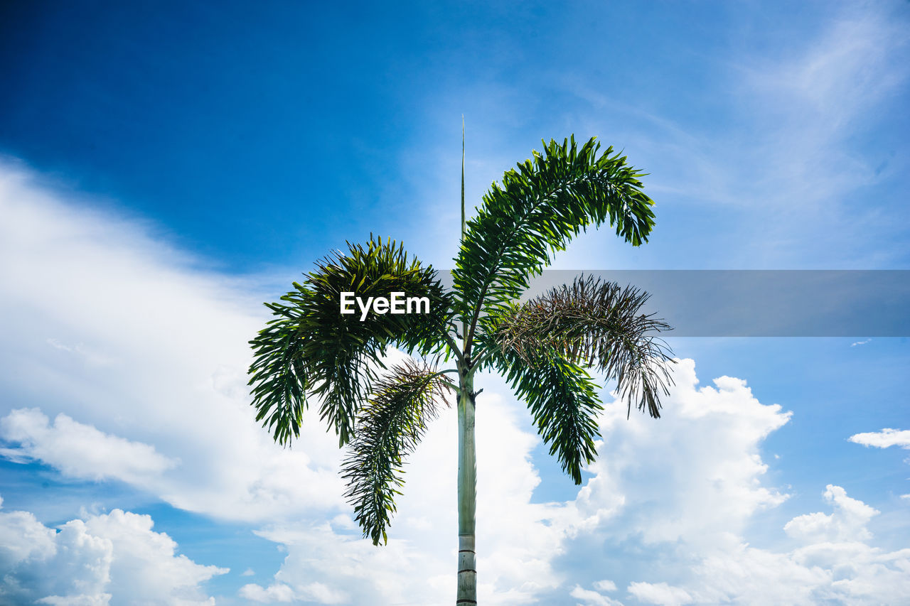 Low angle view of palm tree against sky