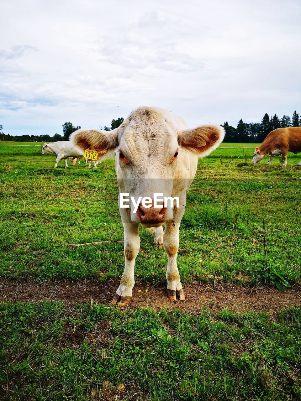 Cute cow in green field 