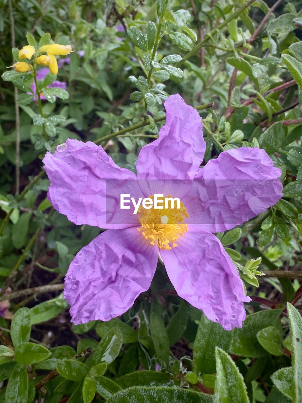 plant, flowering plant, flower, freshness, beauty in nature, growth, petal, fragility, flower head, plant part, leaf, inflorescence, nature, close-up, purple, wildflower, no people, day, green, high angle view, outdoors, pollen, pink, botany, springtime