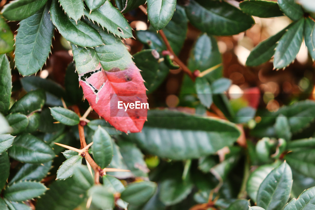 CLOSE-UP OF RED BERRIES ON LEAVES