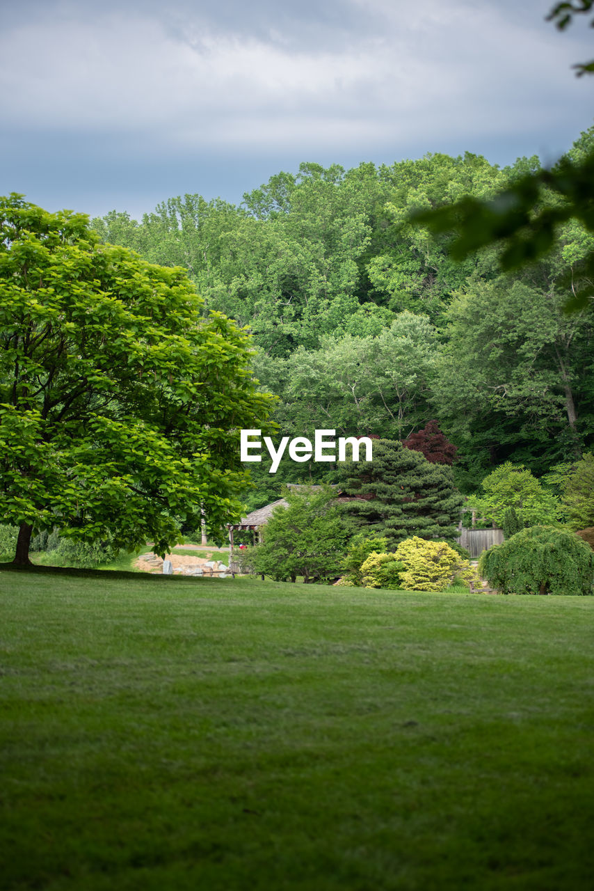 TREES GROWING ON LANDSCAPE AGAINST SKY