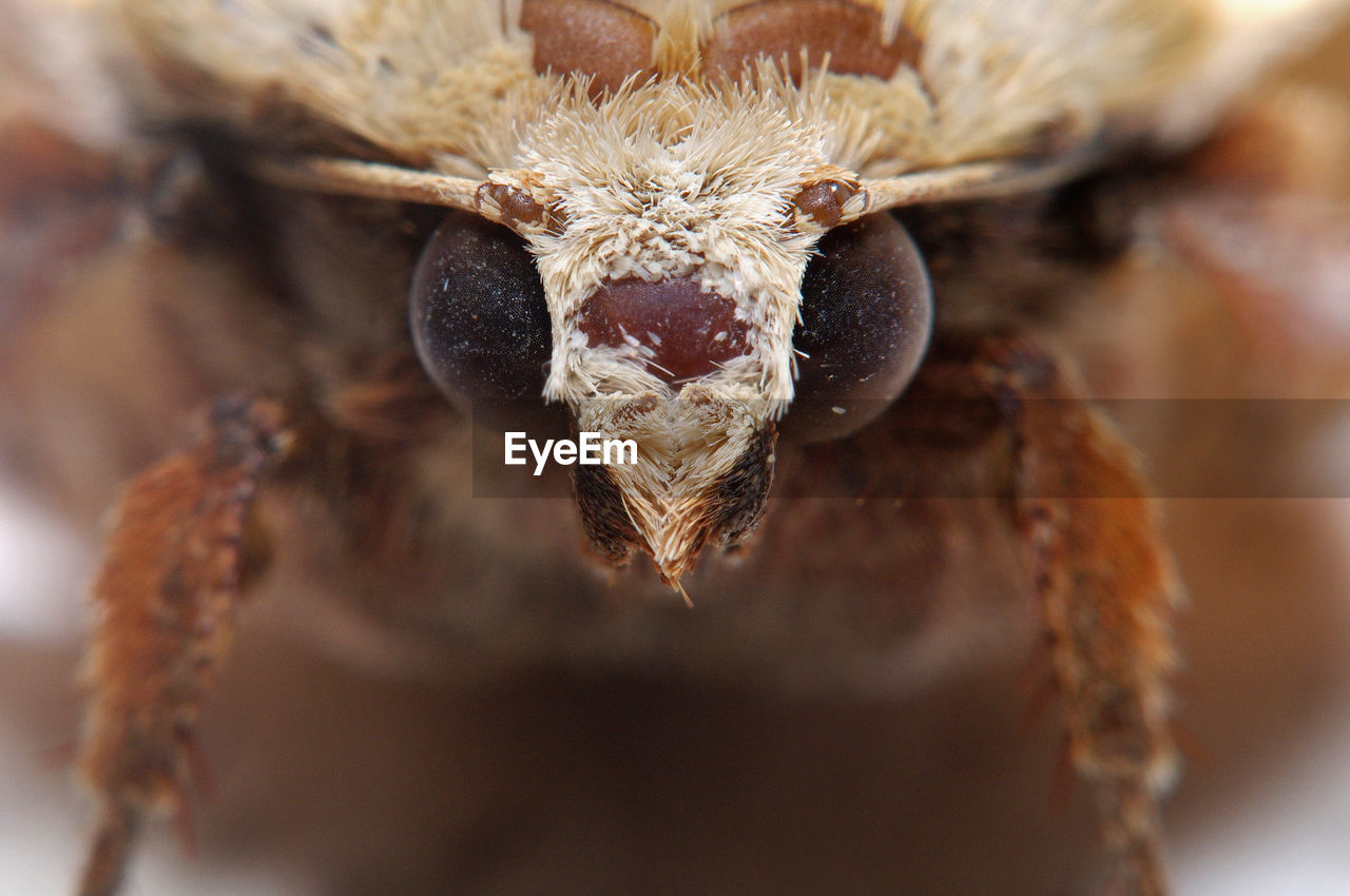 CLOSE-UP OF A SPIDER