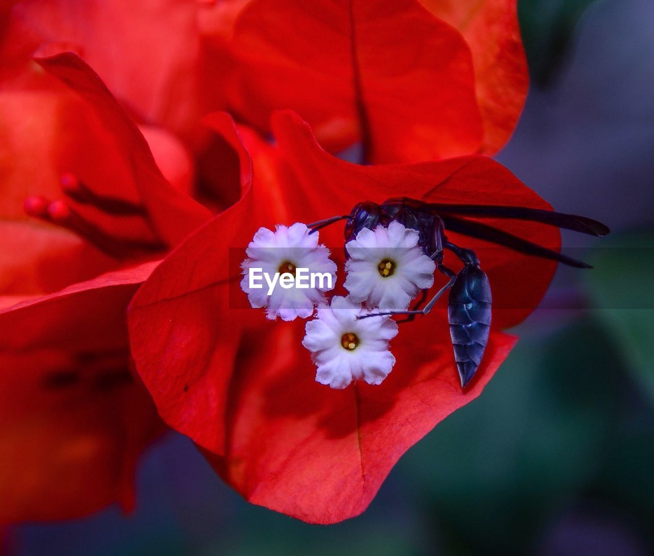 Black wasp feeding on red bougainvillea nectar