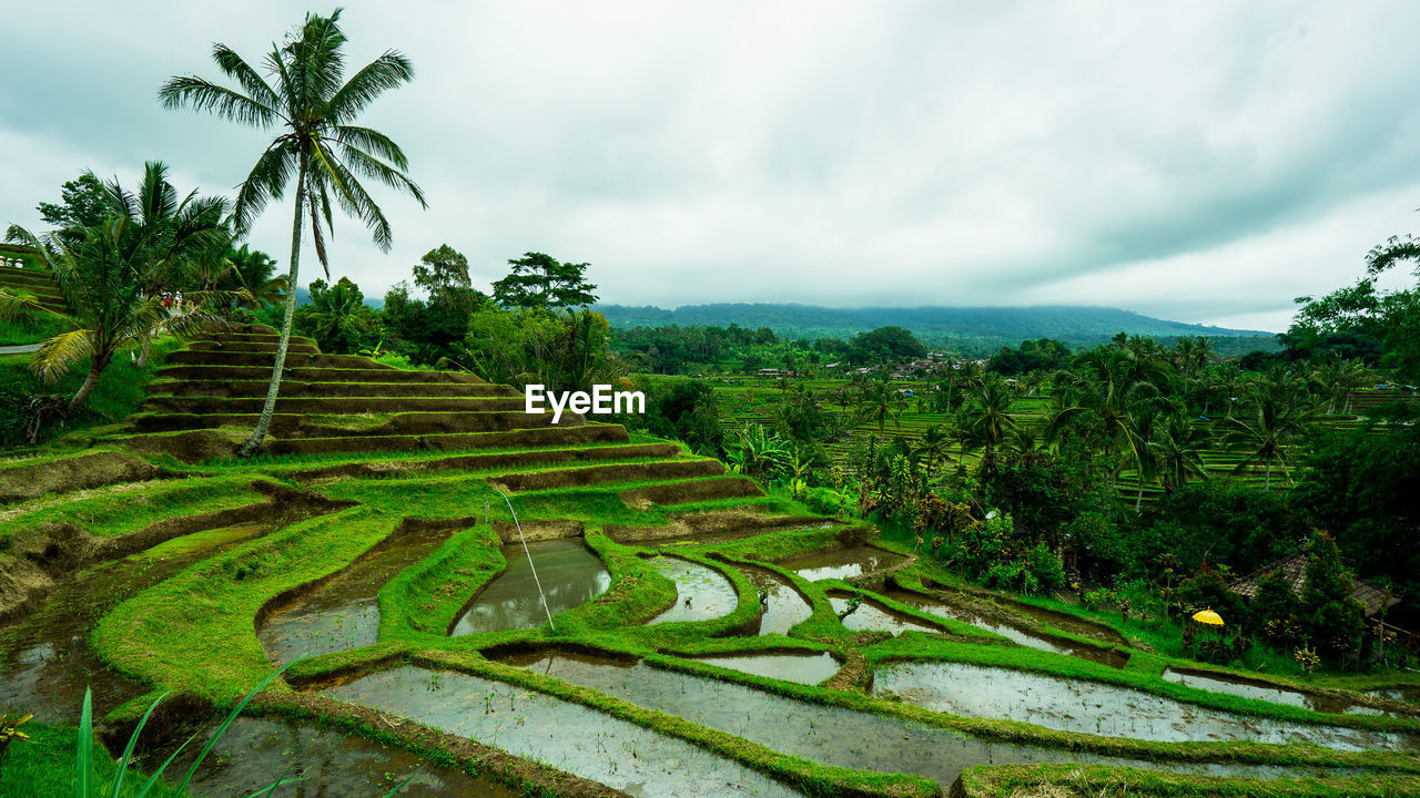 Scenic view of agricultural field against sky