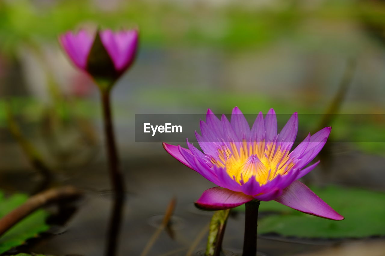 Close-up of purple water lily blooming in lake