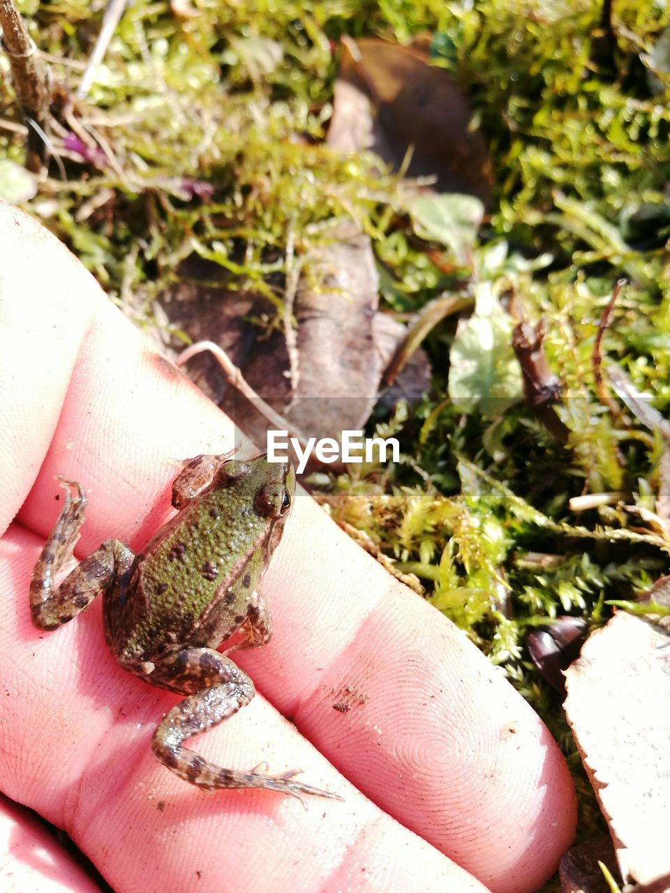 CLOSE-UP OF AN INSECT ON FINGER