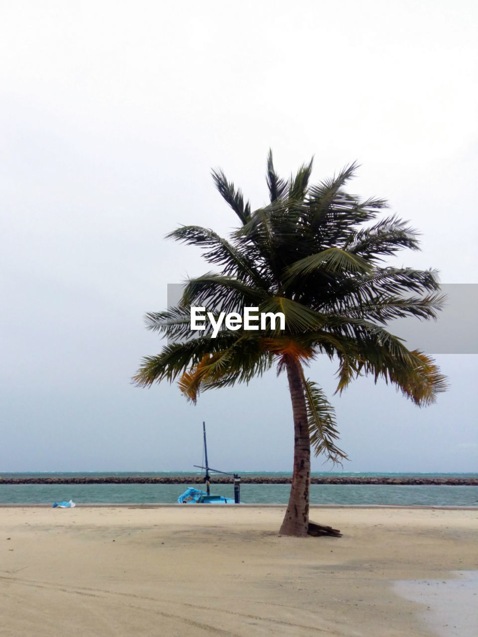 PALM TREES ON SHORE