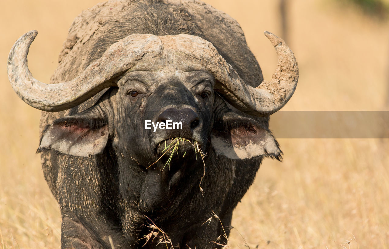 African cape buffalo, africa