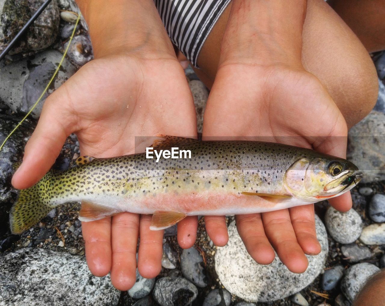 Close-up of hand holding fish