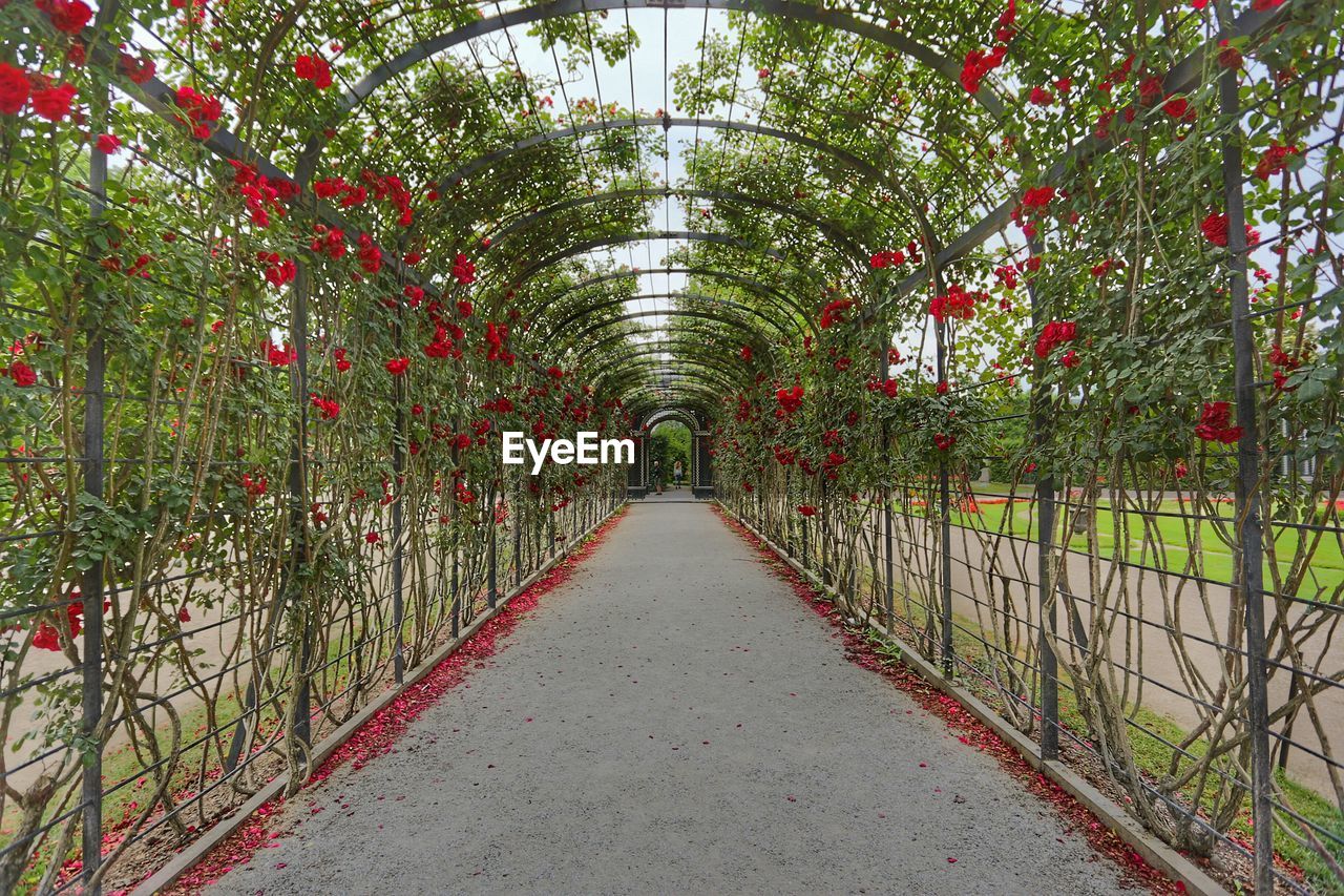 FOOTPATH AMIDST FLOWERING TREES