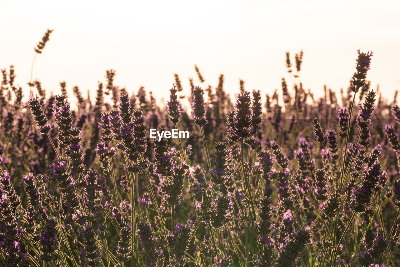 Lavender field and flowers