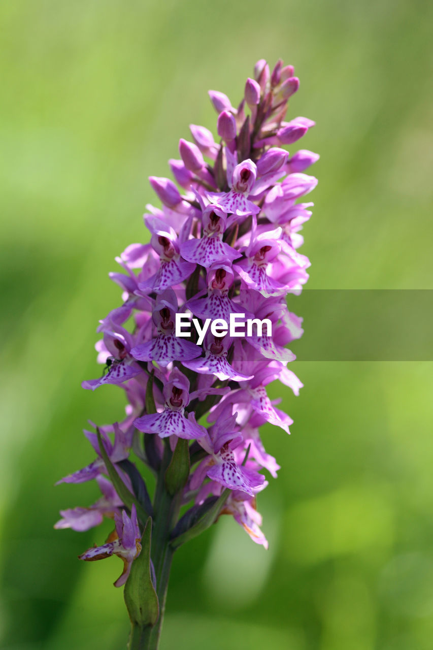 Close-up of purple flowering plant