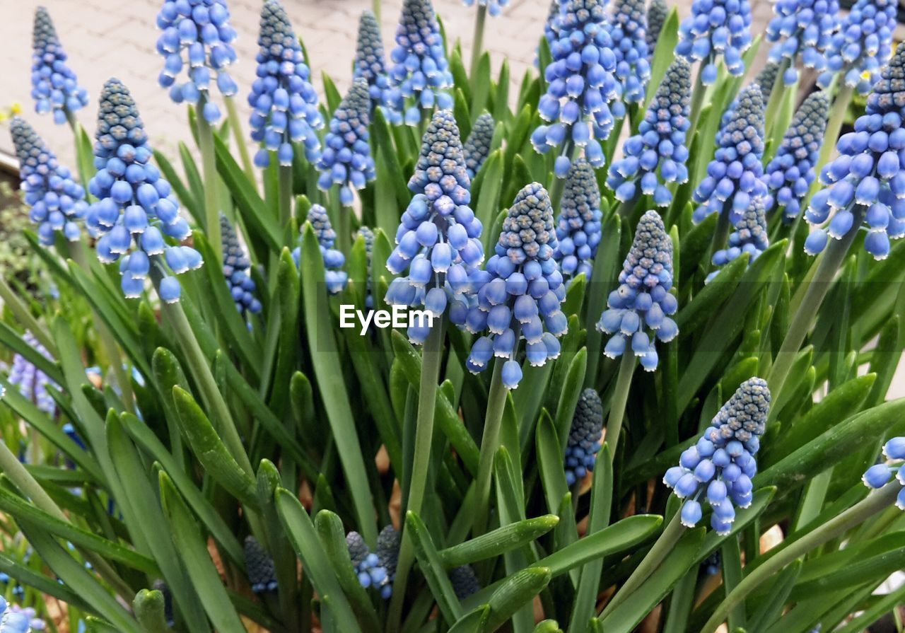 CLOSE-UP OF PURPLE FLOWERS IN FIELD