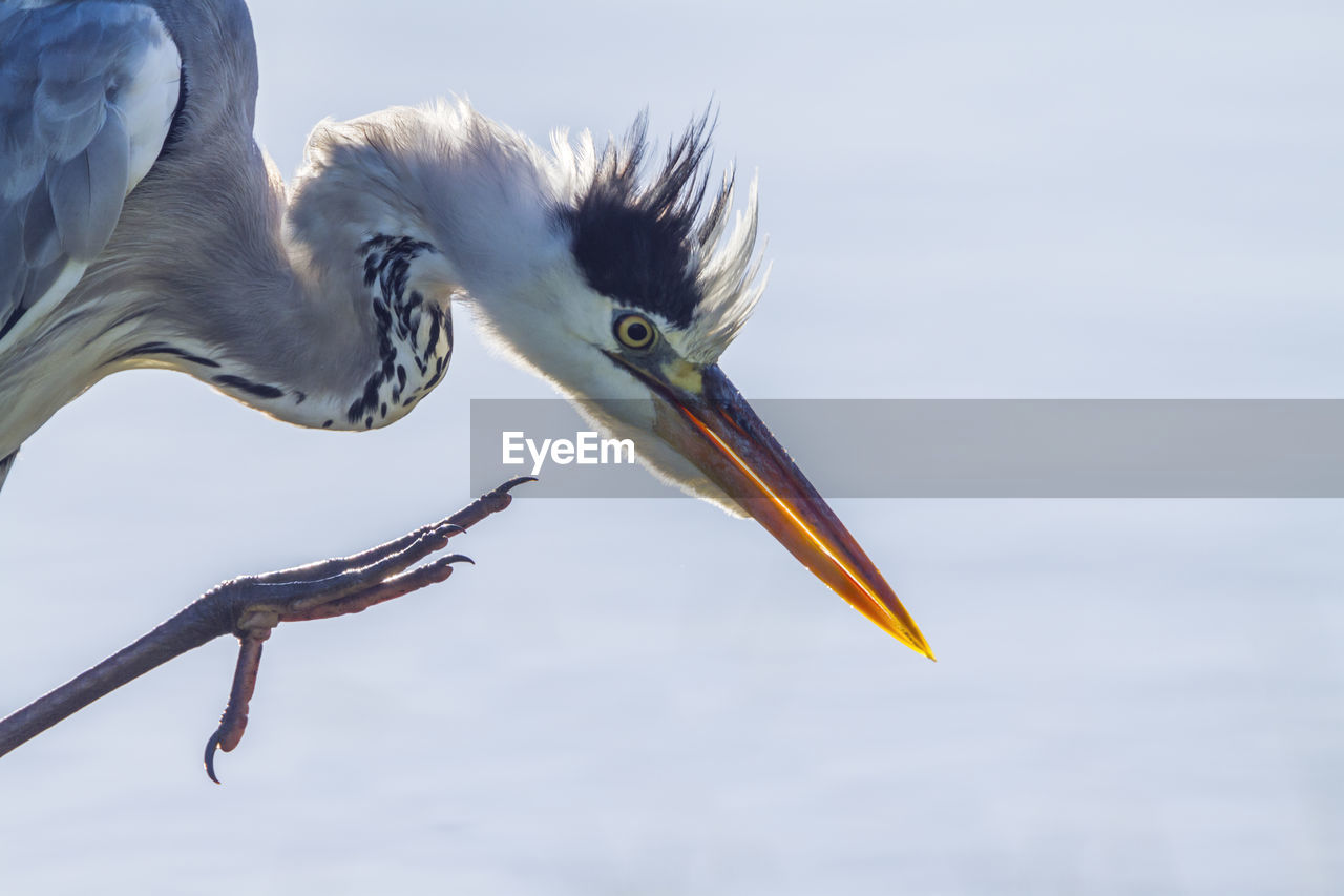 CLOSE-UP OF A BIRD